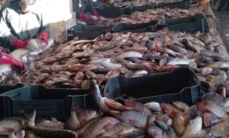 جهاز حماية وتنمية البحيرات يواصل أعمال الصيد في مزرعة برسيق السمكية