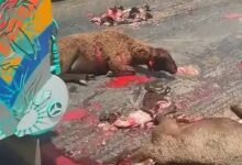حادث الخراف يشعل مواقع التواصل الاجتماعى