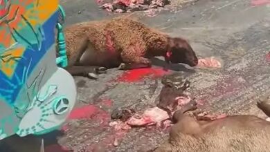 حادث الخراف يشعل مواقع التواصل الاجتماعى