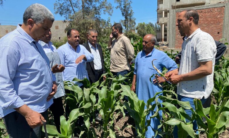 الزراعة" تطلق قافلة إرشادية كبرى لدعم مزارعي محافظة كفر الشيخ