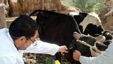 بيطرى الشرقية: تحصين ٧٤٥ ألف و٩٦ رأس ماشية
