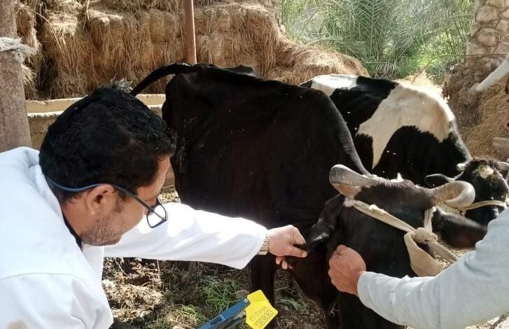 بيطرى الشرقية: تحصين ٧٤٥ ألف و٩٦ رأس ماشية
