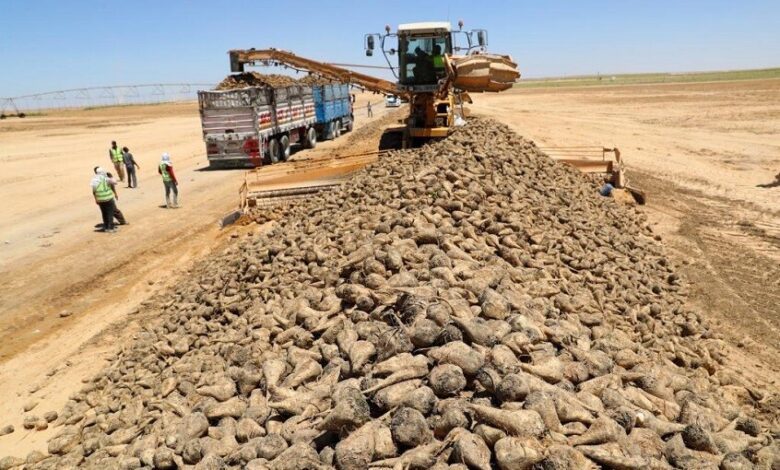 إنتاج 900 ألف طن سكر سنويًا في صحراء محافظة المنيا