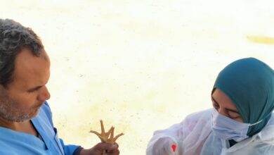 الزراعة" تواصل جهود الرصد والتقصي للامراض الوبائية بمزارع واسواق الدواجن