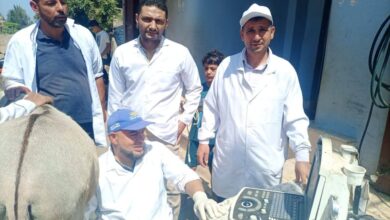قافلة بيطرية مجانية شاملة فى قرية خاطر بمركز بيلا وعلاج 981 حيوان و 5551 طائر
