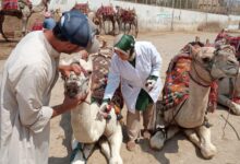 " الخدمات البيطرية" تطلق قوافل علاجية مجانية لدعم صغار المربين في 5 محافظات