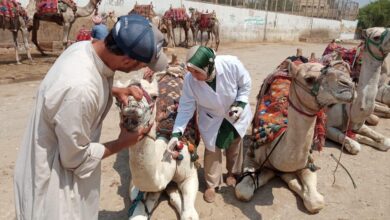 " الخدمات البيطرية" تطلق قوافل علاجية مجانية لدعم صغار المربين في 5 محافظات