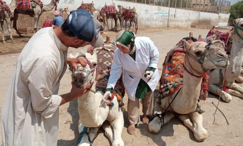 " الخدمات البيطرية" تطلق قوافل علاجية مجانية لدعم صغار المربين في 5 محافظات
