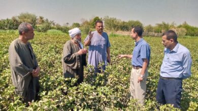 "البحوث الزراعية" ينفذ 1750 نشاطاً إرشادياً استفاد منها أكثر من 43 ألف مزارع