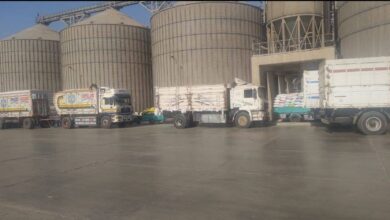 600 الف طن أقماح بشون وصوامع محافظة الشرقية