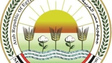 الزراعة": موافقة الاتحاد الأوروبي على تيسير إجراءات تصدير البطاطس المصرية إليها