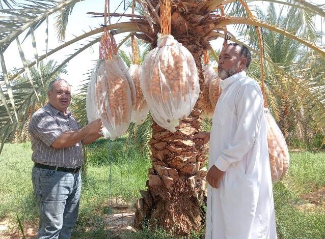 «بحوث الصحراء» دورة تدريبية لنقل التقنيات الزراعية الحديثة لتحسين جودة التمور في سيوة
