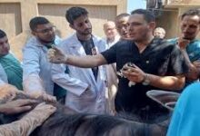 لزراعة" تطلق 310 قافلة بيطرية مجانية في 299 قرية خلال يوليو الماضي
