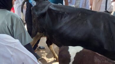 الزراعة" تكثّف جهود الرعاية التناسلية والتحسين الوراثي للماشية خلال أغسطس