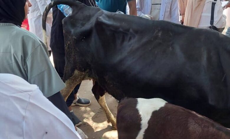 الزراعة" تكثّف جهود الرعاية التناسلية والتحسين الوراثي للماشية خلال أغسطس