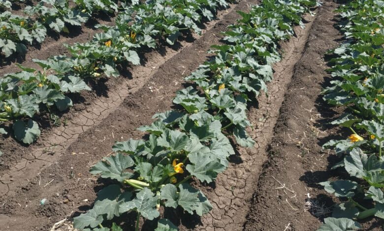 "البحوث الزراعية" يعلن تسجيل هجن و أصناف محليه جديدة من الطماطم و الفاصوليا والكوسة