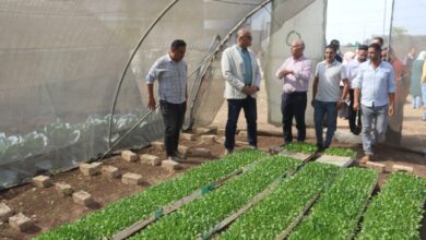 القليوبية تحتفل بعيد الفلاح الـ73