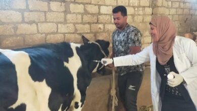 تحصين 421 ألف رأس ماشية خلال أول 3 أيام بالحملة القومية ضد الحُمّى القلاعية وحمّى الوادي المتصدع