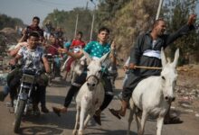 خبراء .. قضاء وقت مع الحمير له فوائد مزاجية