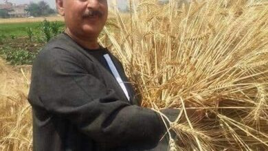 نقيب الفلاحين: مساحة زراعة القمح ستتخطي المستهدف