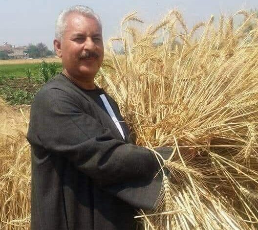 نقيب الفلاحين: مساحة زراعة القمح ستتخطي المستهدف