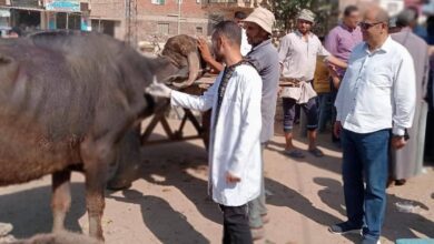 محافظ كفرالشيخ: تحصين أكثر من 163 ألف رأس حيوان