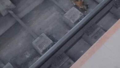 قطة على قضبان خط المترو الأخضر