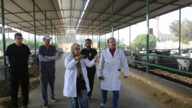 "الزراعة" تعلن تحصين أكثر من 6.5 مليون جرعة وتحث المربين على التعاون مع الحملة