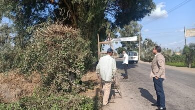 رفع كفاءة طريق قلين الشين وتهذيب الأشجار المتداخلة بخطوط الانارة