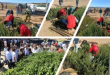 "الزراعة" تحتفل باليوم العالمي لشجرة الزيتون