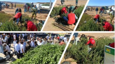 "الزراعة" تحتفل باليوم العالمي لشجرة الزيتون