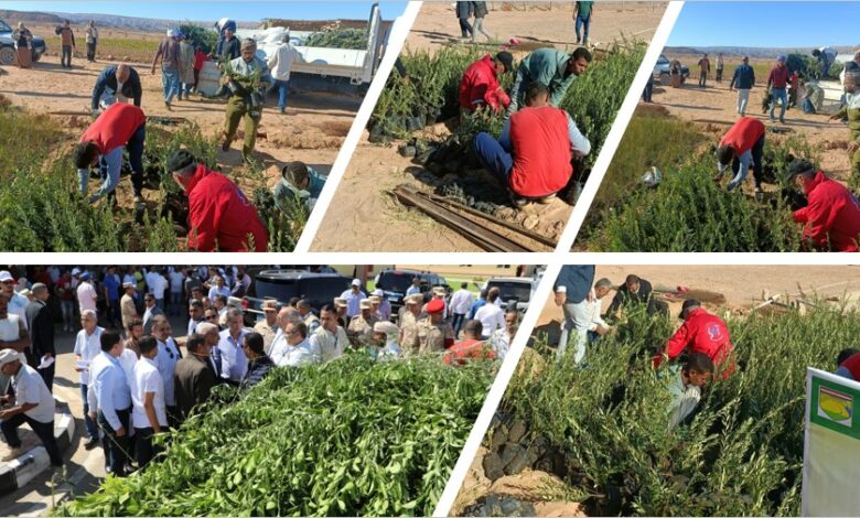 "الزراعة" تحتفل باليوم العالمي لشجرة الزيتون