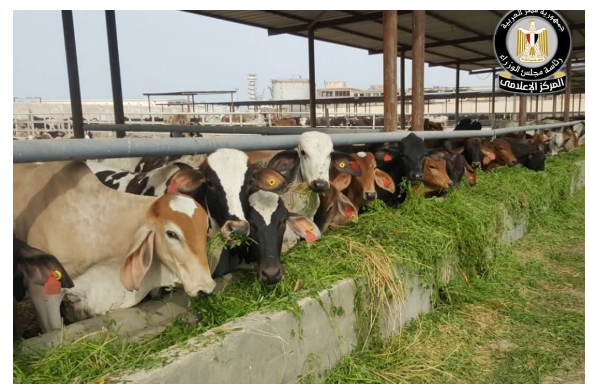 المركز الإعلامي لمجلس الوزراء يوضح حقيقة نفوق 500 رأس ماشية بمحافظة المنوفية