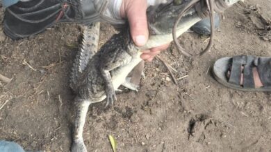 نجــاح اصطياد تمساح الزوامل بمركز بلبيس