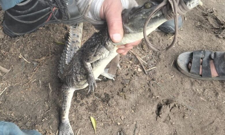 نجــاح اصطياد تمساح الزوامل بمركز بلبيس
