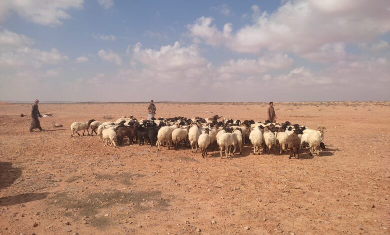 الزراعة: توزيع 100 طن تقاوي شعير و33 ألف شتلة زيتون "بالمجان"