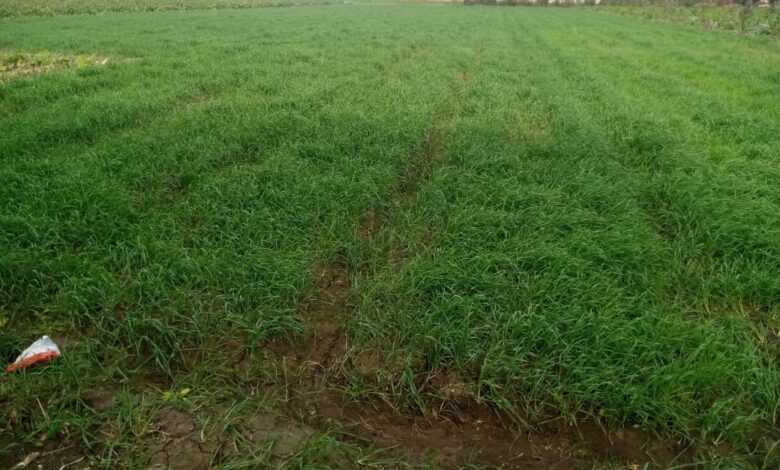 "الزراعة" : 15 دورة تدريبية حول مكافحة حشيشة الزمير في محصول القمح