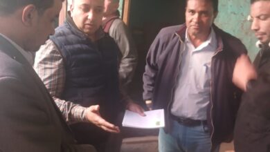 الزراعة" تنفي علاقة "النمل الأبيض" بانهيار منازل في الأقصر