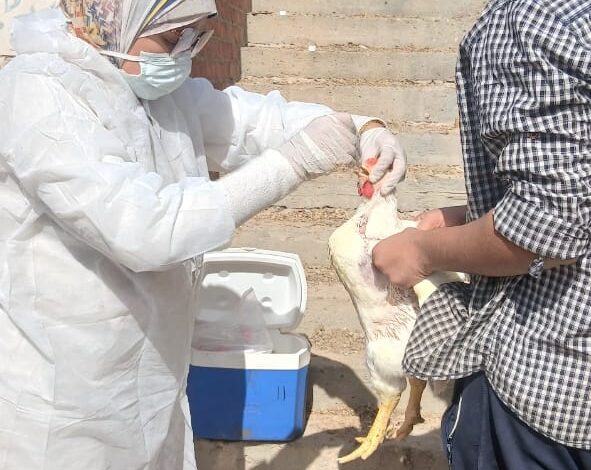 تحصين أكثر من 1.35 مليون طائر خلال نوفمبر.. ورفع جاهزية القطعان مع بداية الشتاء