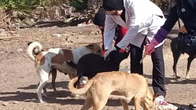 تطعيم الكلاب الحرة في الدقهلية
