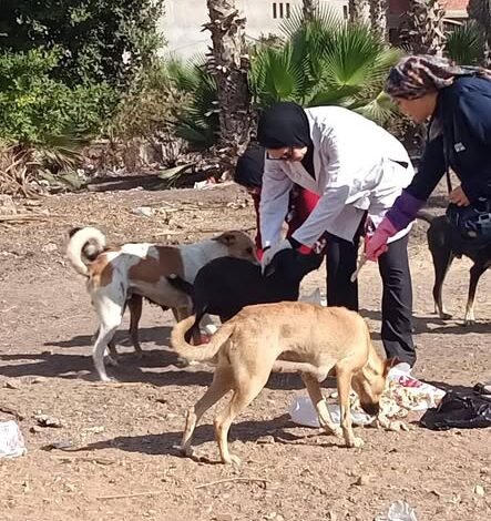 تطعيم الكلاب الحرة في الدقهلية
