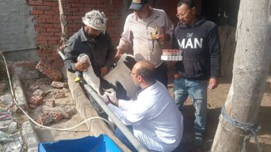 محافظ الدقهلية: تحصين 256 ألف رأس ماشية في الحملة القومية للتحصين ضد الحمى القلاعية