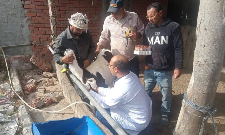 محافظ الدقهلية: تحصين 256 ألف رأس ماشية في الحملة القومية للتحصين ضد الحمى القلاعية