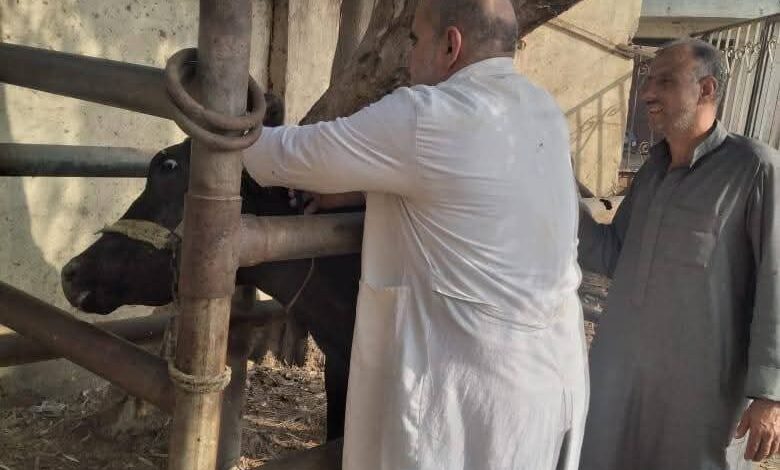 تشخيص وعلاج 3171 رأس ماشية ضمن خطة تنمية الثروة الحيوانية بكفر الشيخ