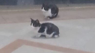 قطتان فى إنتظار مترو العباسية