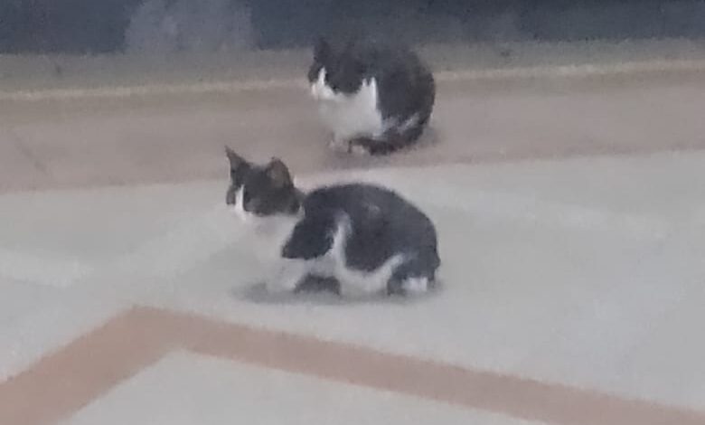 قطتان فى إنتظار مترو العباسية