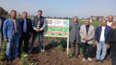 "الزراعة" تتفقد البرامج البحثية وحقول التقاوي بالبحيرة