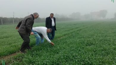 ندوات إرشادية ومرور ميداني وعقد برامج توعوية بمديرية زراعة الشرقية