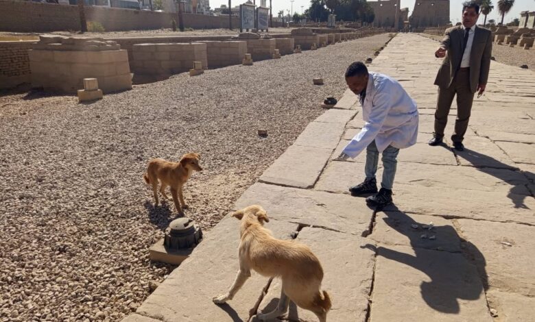 "الزراعة" "تحصين وتعقيم" 2700 كلب حر منذ بداية يناير