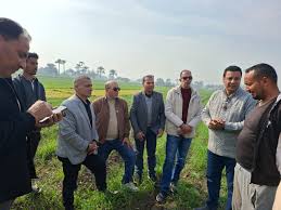 البحوث الزراعية" يتفقد حقول بني سويف للاطمئنان على المحاصيل وتقديم الدعم الفني للمزارعين